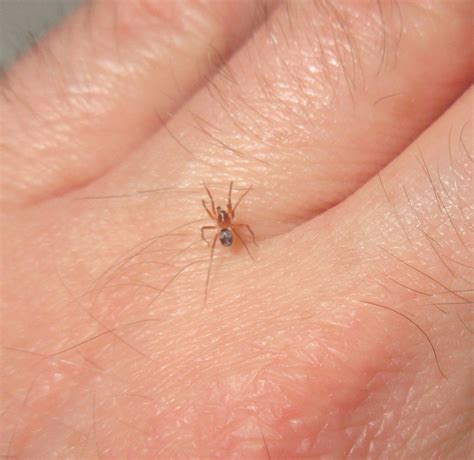 What is the smallest spider?