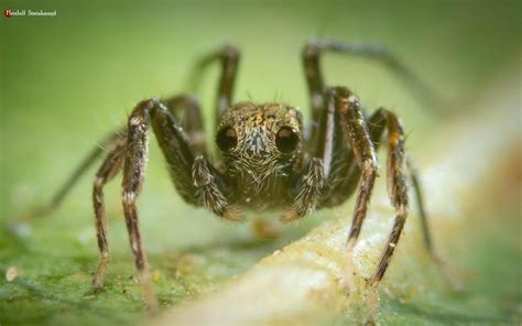 What is the smallest spider in the world?