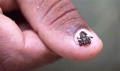 What is the smallest thing to exist?