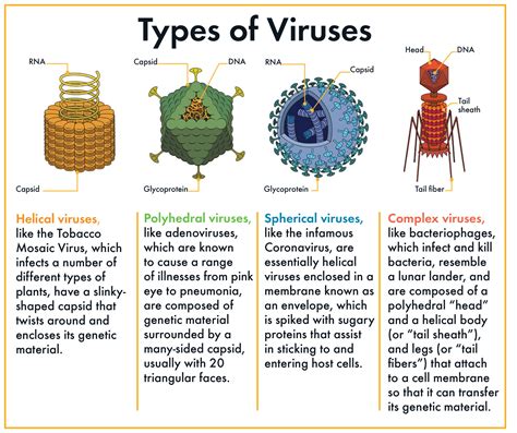 What is the smallest virus?