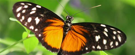 What is the smartest butterfly?