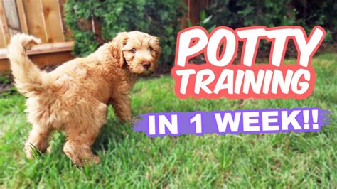 What is the smartest dog to potty train?