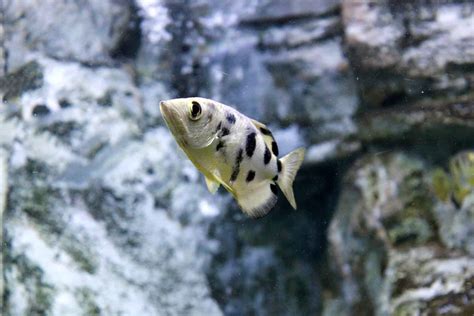 What is the smartest fish you can own?