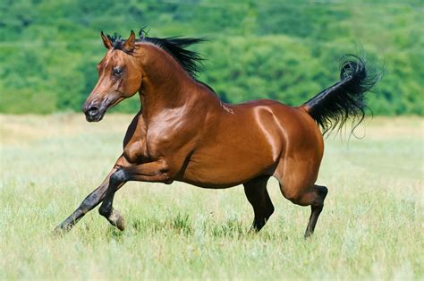 What is the smartest horse breed?