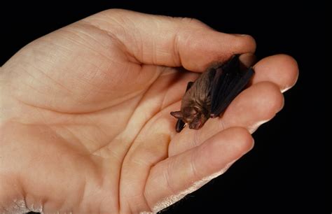 What is the smartest species of bat?