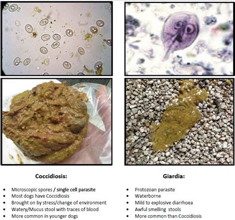 What is the smell of Giardia poop?