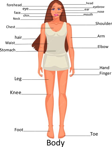 What is the softest part of the female body?