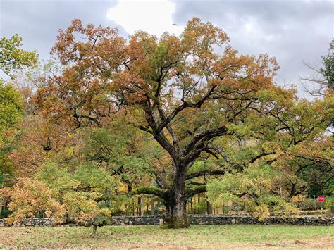 What is the spirit of the oak tree?