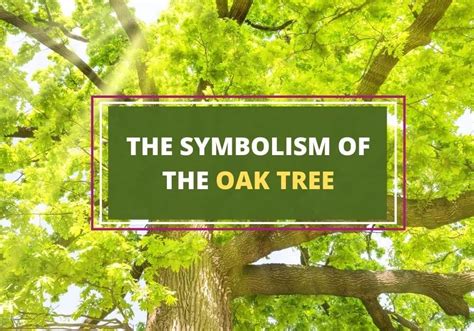 What is the spiritual meaning of she oak?