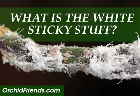 What is the stickiest thing in nature?