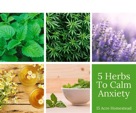 What is the strongest anti anxiety herb?