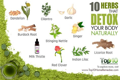 What is the strongest detox herb?