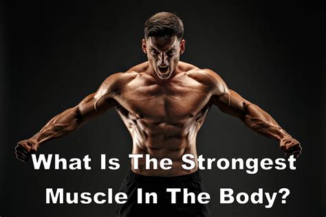 What is the strongest muscle in the human body?