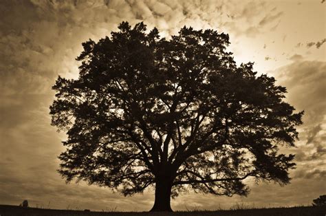 What is the strongest oak tree?