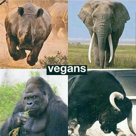 What is the strongest vegan animals?