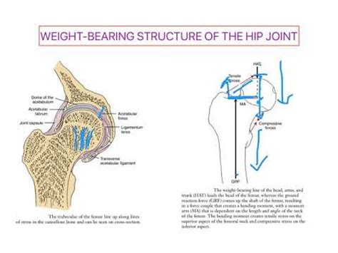 What is the strongest weight-bearing joint in the body?