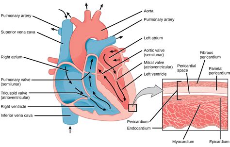 What is the structure inside the heart called?