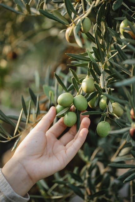 What is the stuff floating in my olives?