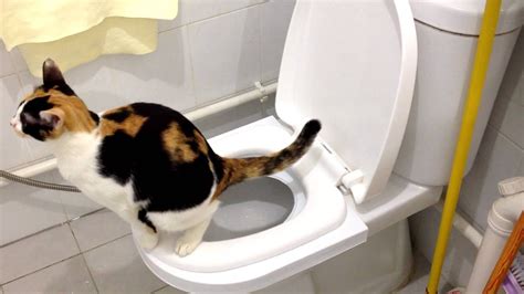 What is the success rate of toilet training cats?
