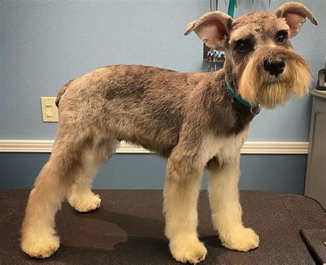 What is the summer cut for a Schnauzer?