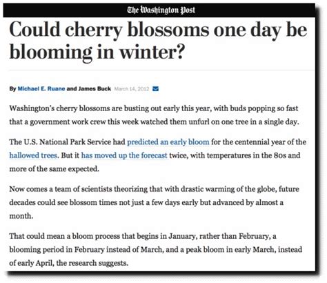 What is the superstition about cherry blossoms?