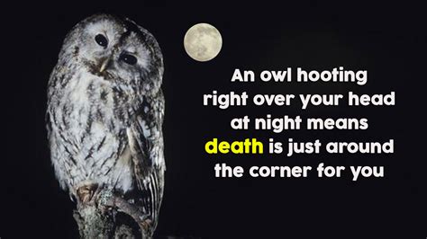 What is the superstition about owls at night?