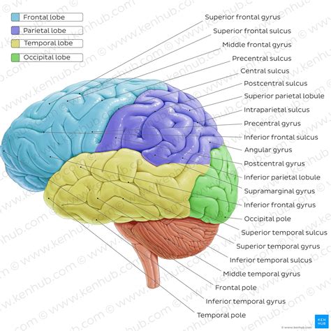 What is the surface area of a brain?