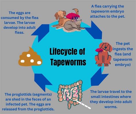 What is the survival rate for tapeworms?