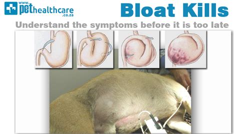 What is the survival rate of bloat?