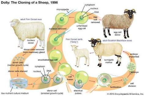 What is the survival rate of cloning?