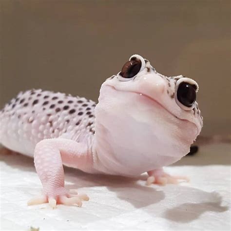 What is the sweetest lizard?