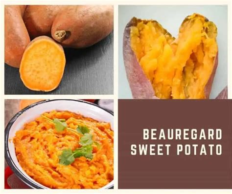 What is the sweetest sweet potato in the world?