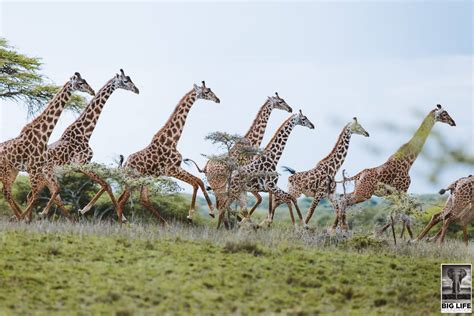 What is the tallest land animal in Canada?