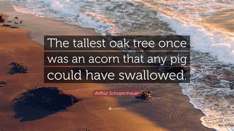 What is the tallest oak tree quote?