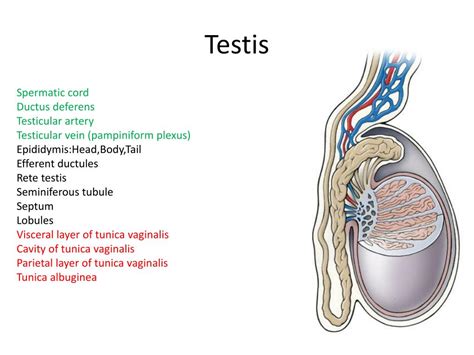 What is the temperature of human testis?