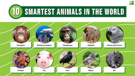 What is the top 5 smartest animal?