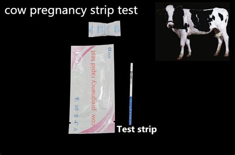 What is the urine test for pregnancy in animals?