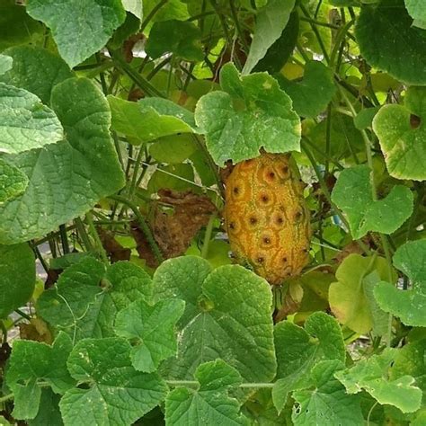 What is the use of Thorn Melon leaves?