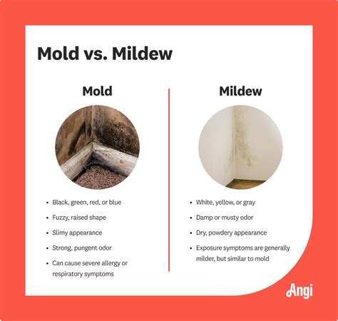 What is the visual difference between mold and mildew?