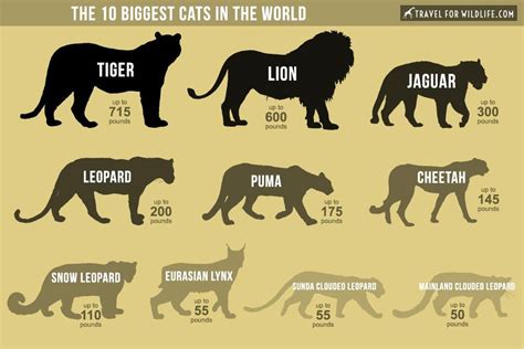 What is the weakest big cat?
