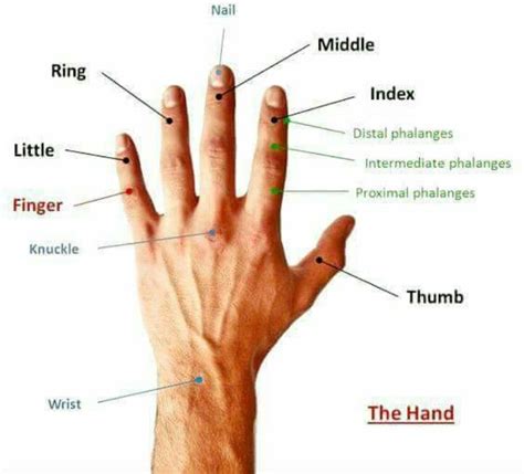 What is the weakest human finger?