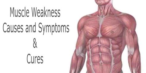 What is the weakest human muscle?