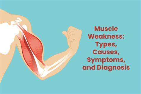 What is the weakest muscle?