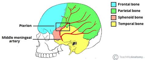 What is the weakest point of the skull?