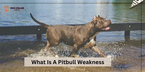 What is the weakness of Pitbull?