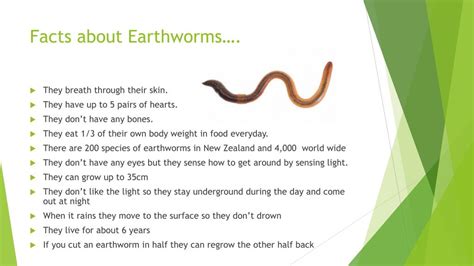 What is the weakness of worms?