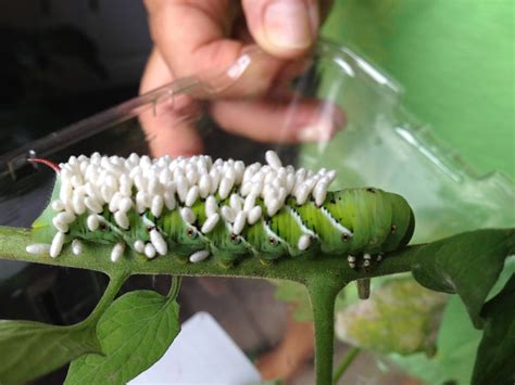 What is the white stuff on a caterpillar?