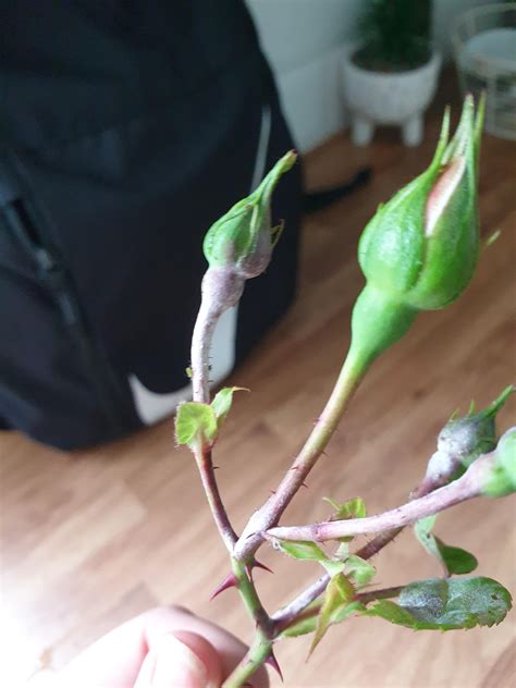 What is the white stuff on my dried roses?