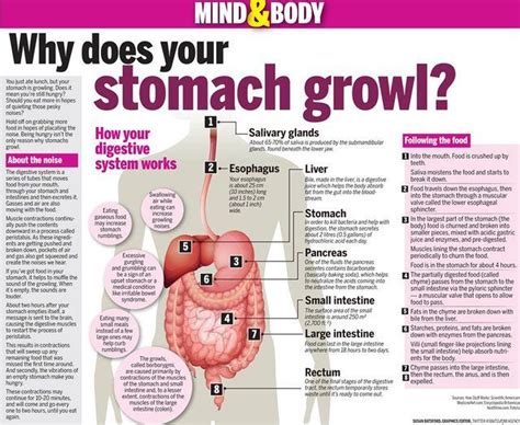 What is the word for when your stomach growls?