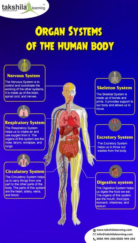 What is the working time of human organs?